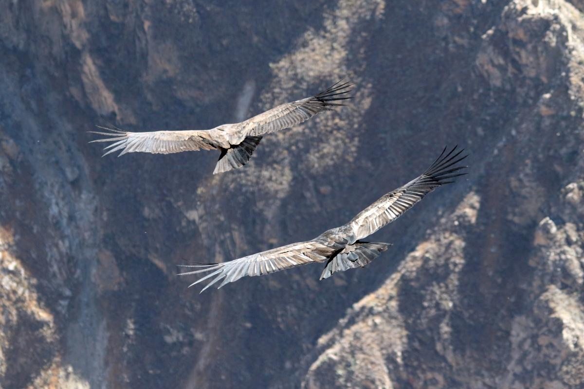 Andean condor (Vultur gryphus)