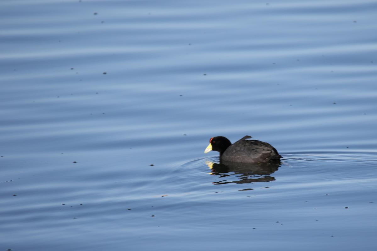 Andean coot (Fulica ardesiaca)