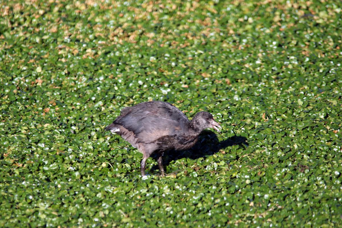 Andean coot (Fulica ardesiaca)