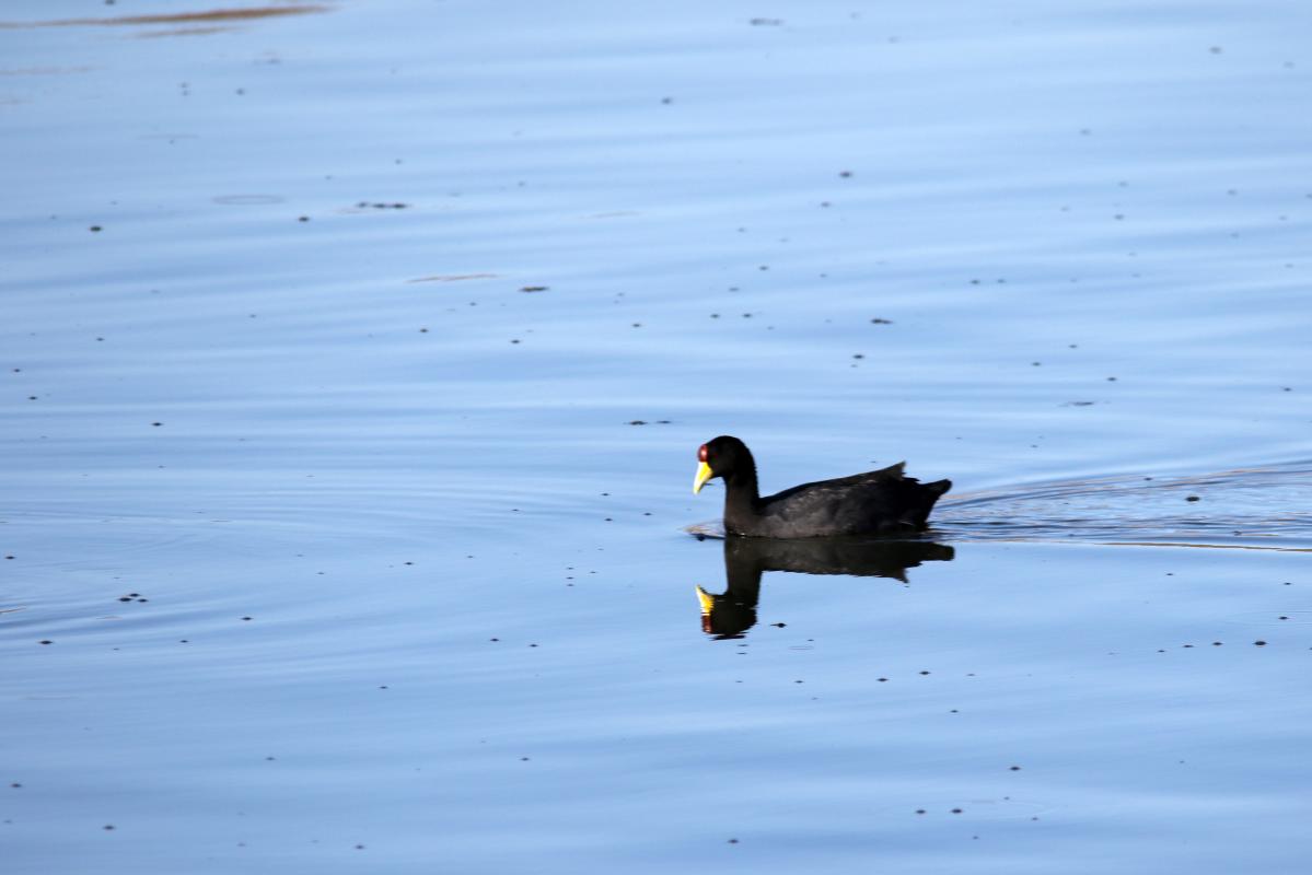 Andean coot (Fulica ardesiaca)