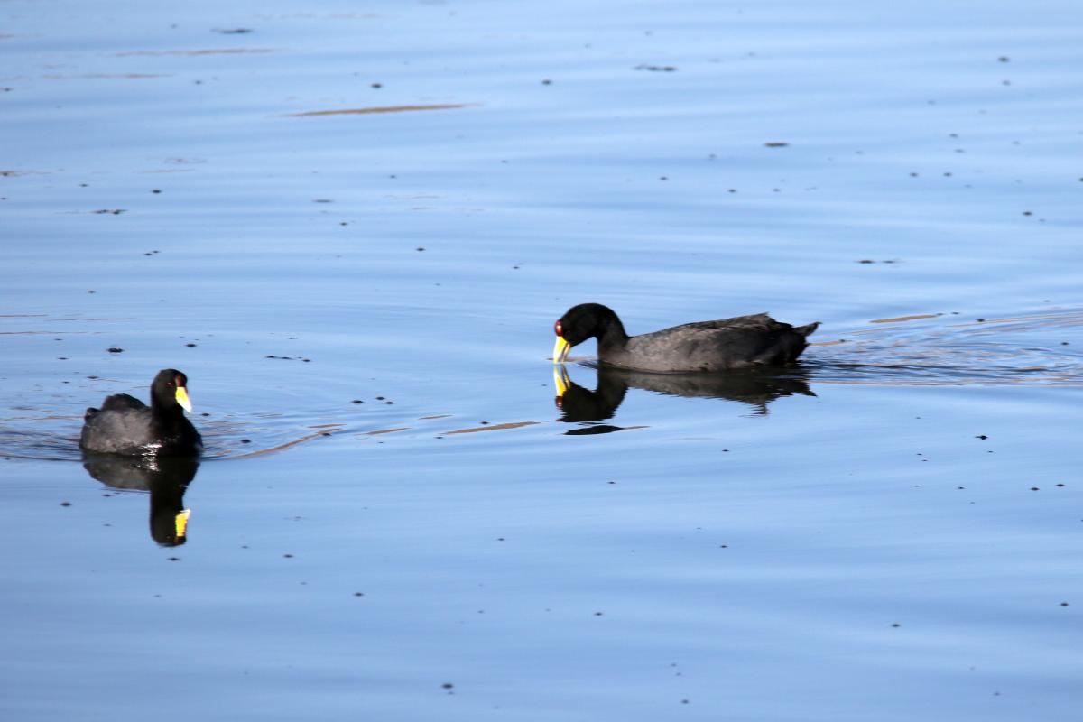 Andean coot (Fulica ardesiaca)