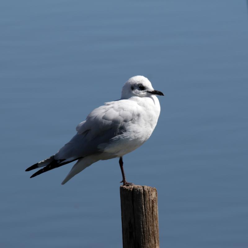 Andean gull (Chroicocephalus serranus), Urb Barrio Porteño, Puno, Puno, Peru, 2015-09-13 Andean gull (Chroicocephalus serranus)