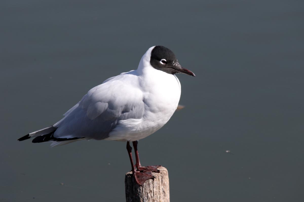 Andean gull (Chroicocephalus serranus), Urb Barrio Porteño, Puno, Puno, Peru, 2015-09-13 Andean gull (Chroicocephalus serranus)
