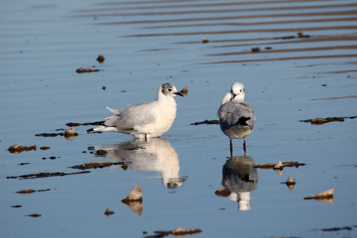 Andean gull (Chroicocephalus serranus), Urb Barrio Porteño, Puno, Puno, Peru, 2015-09-13 Andean gull (Chroicocephalus serranus)