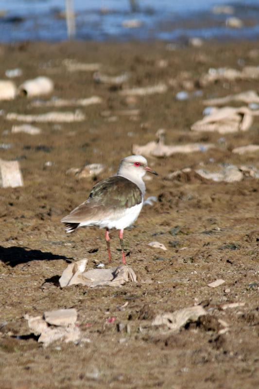 Andean lapwing (Vanellus resplendens)