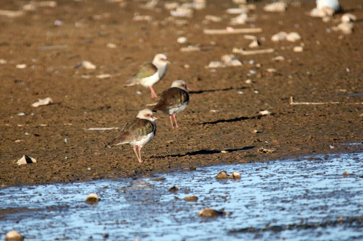 Andean lapwing (Vanellus resplendens)