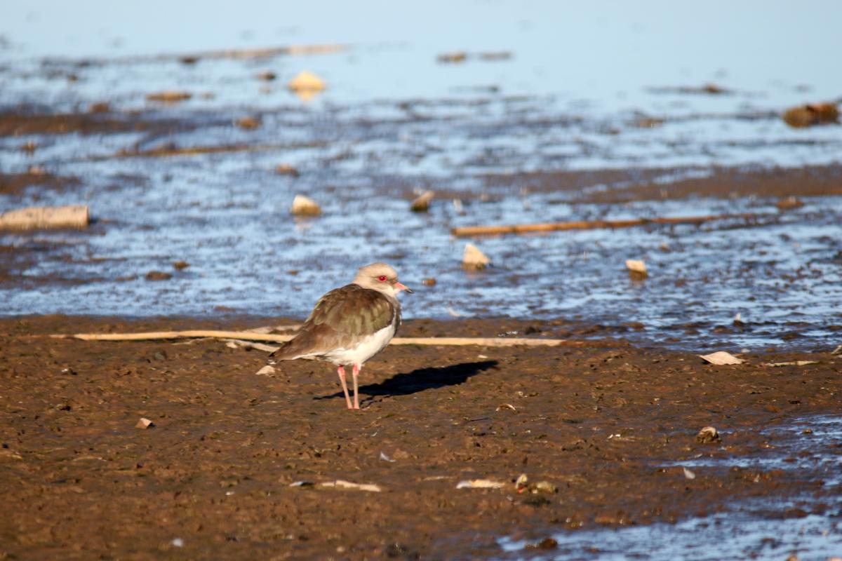 Andean lapwing (Vanellus resplendens)