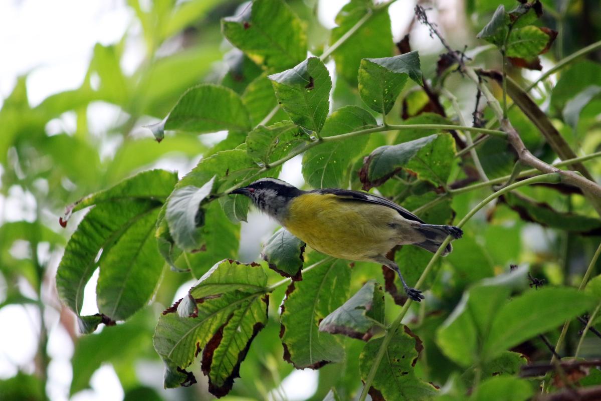 Bananaquit (Coereba flaveola)