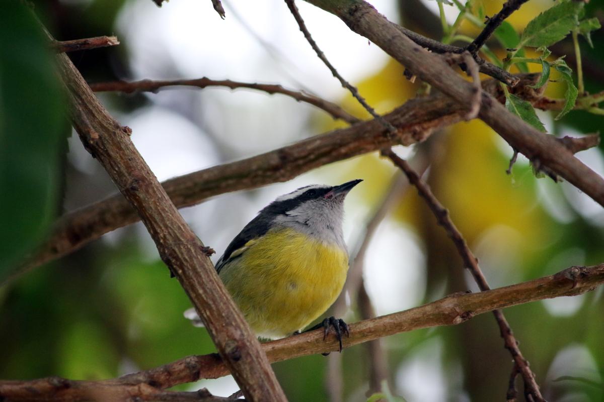 Bananaquit (Coereba flaveola)
