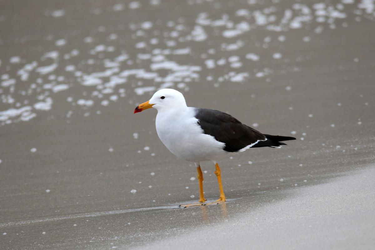 Belcher's gull (Larus belcheri)