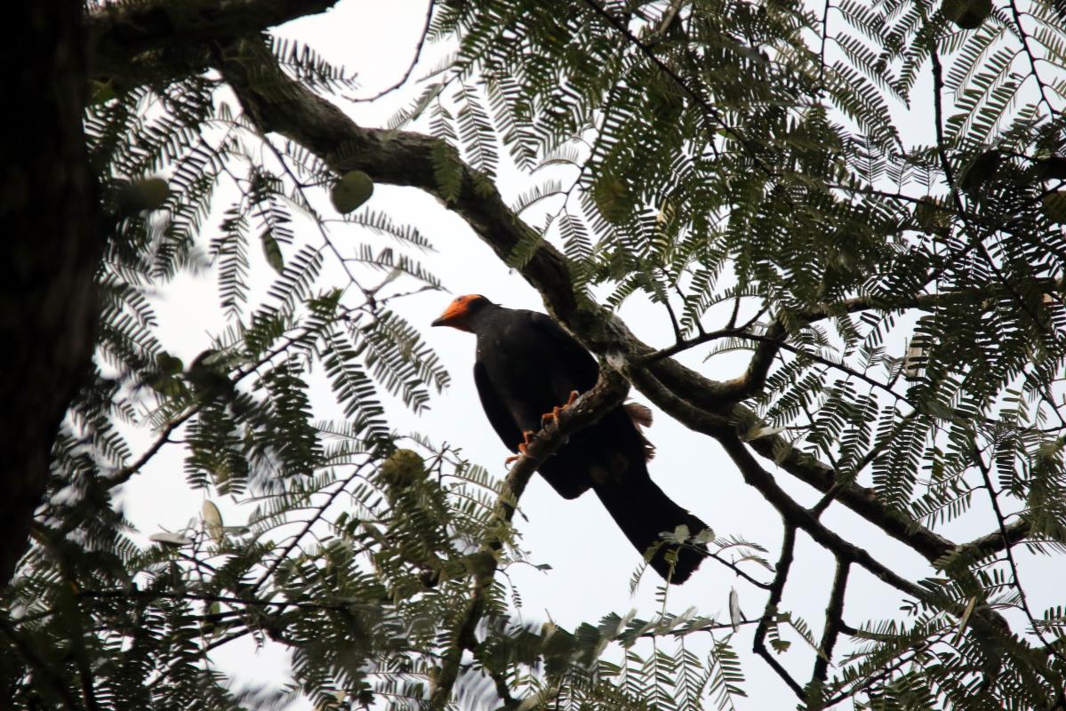 Black caracara (Daptrius ater)
