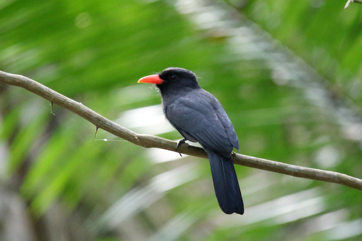 Black-fronted nunbird (Monasa nigrifrons)