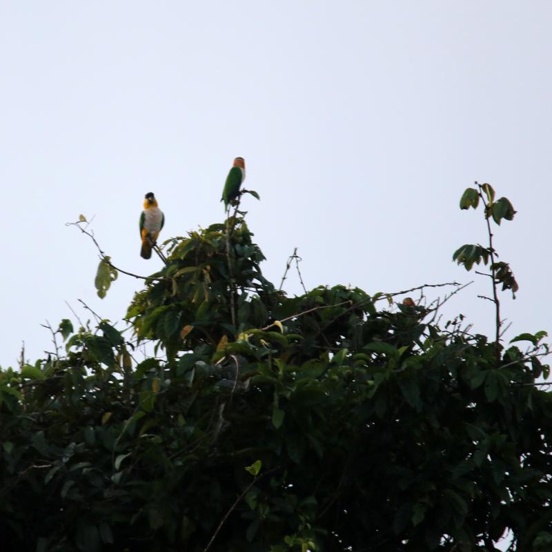 Black-headed parrot (Pionites melanocephalus), Llanchama, Loreto, Peru, 2015-08-31 Black-headed parrot (Pionites melanocephalus)