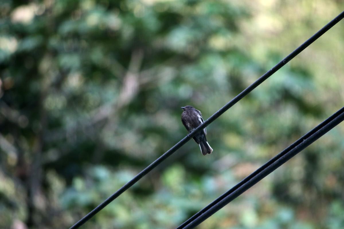 Black phoebe (Sayornis nigricans)