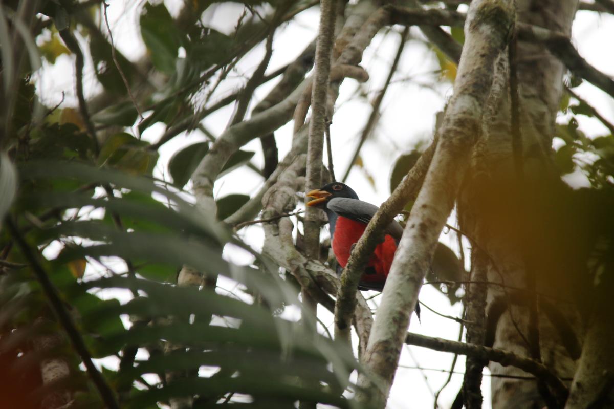 Black-tailed trogon (Trogon melanurus)