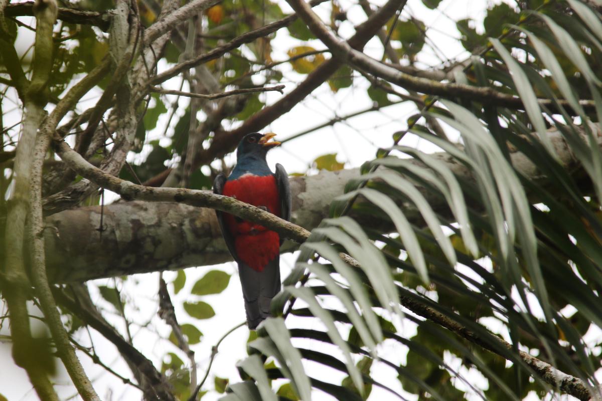 Black-tailed trogon (Trogon melanurus)