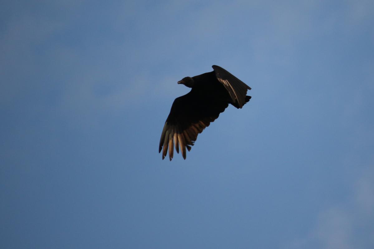 Black vulture (Coragyps atratus)