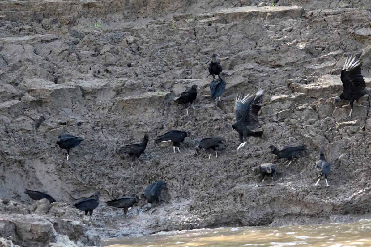 Black vulture (Coragyps atratus)