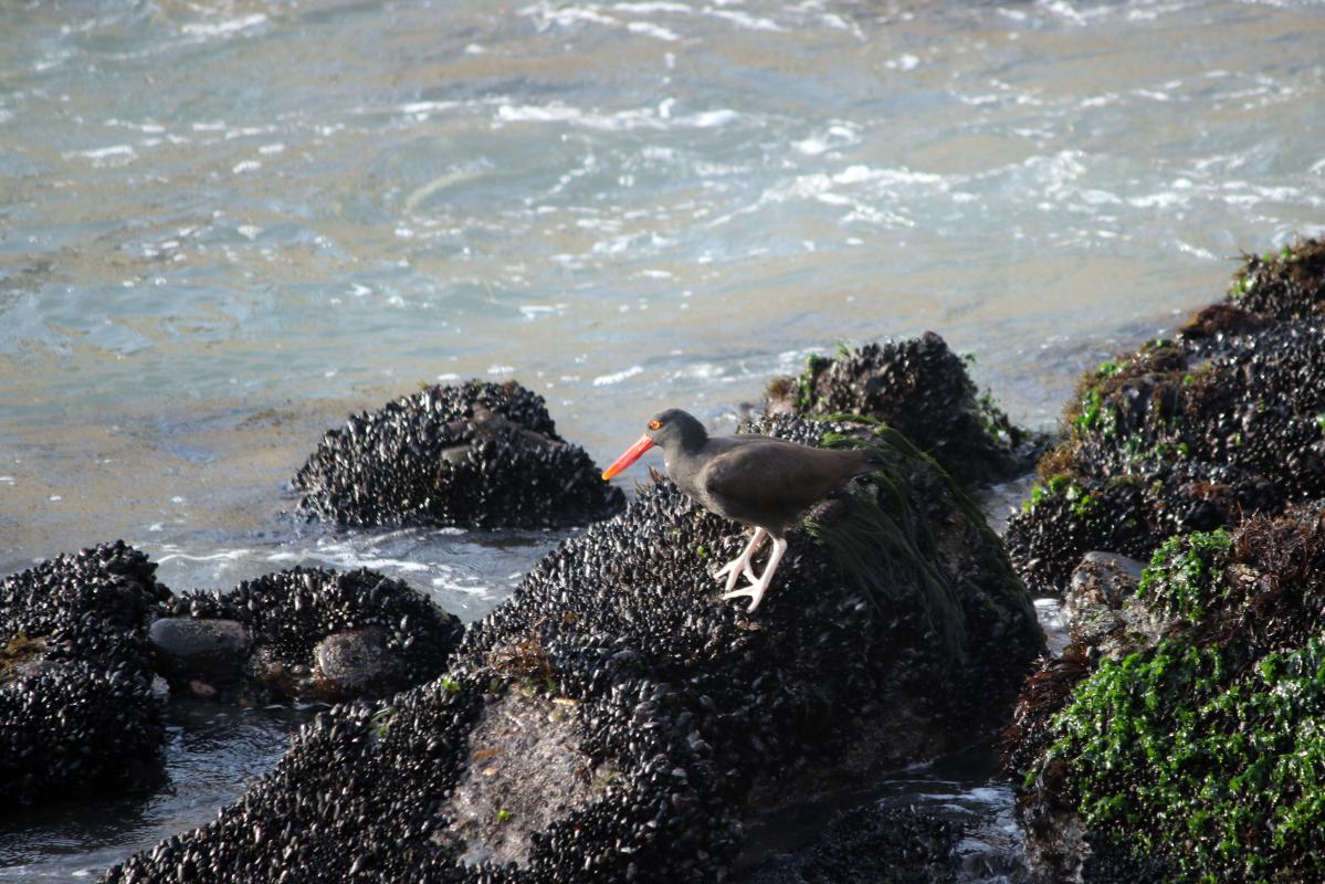 Blackish oystercatcher (Haematopus ater)
