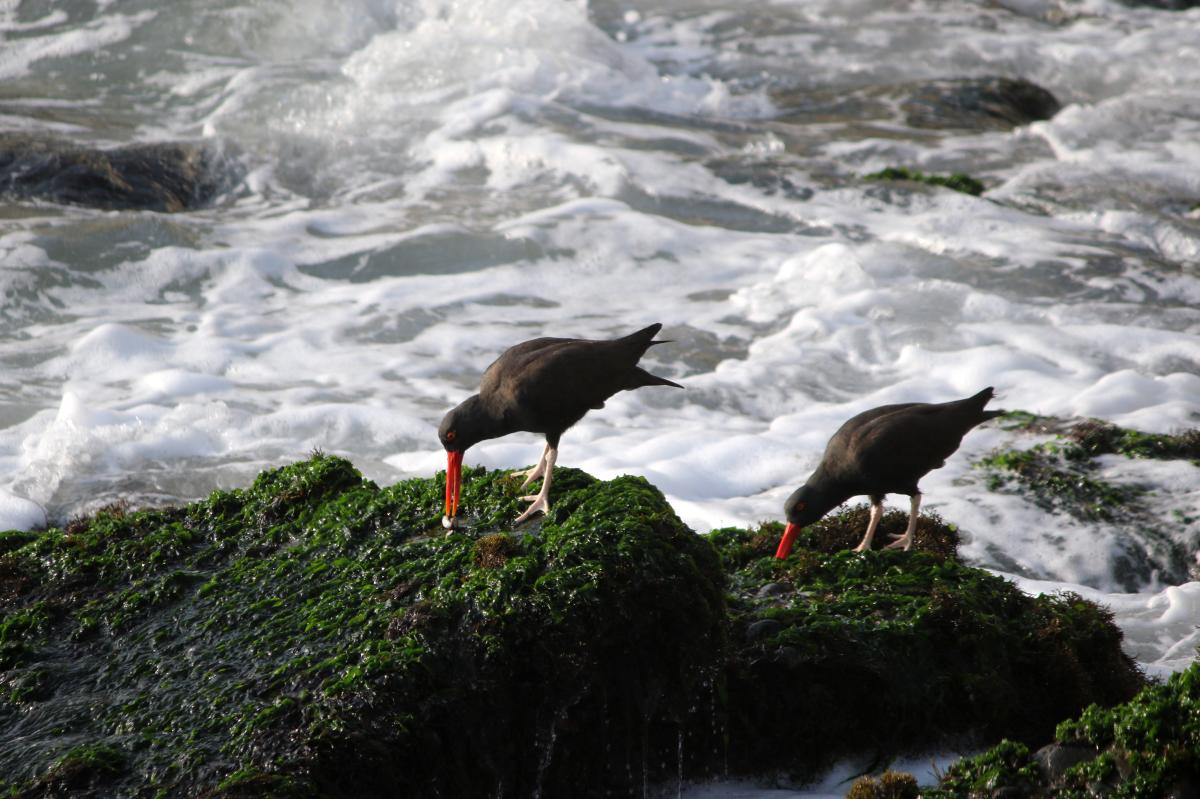 Blackish oystercatcher (Haematopus ater)