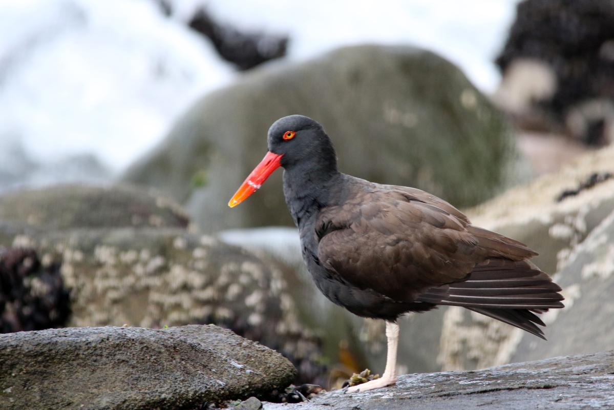 Blackish oystercatcher (Haematopus ater)
