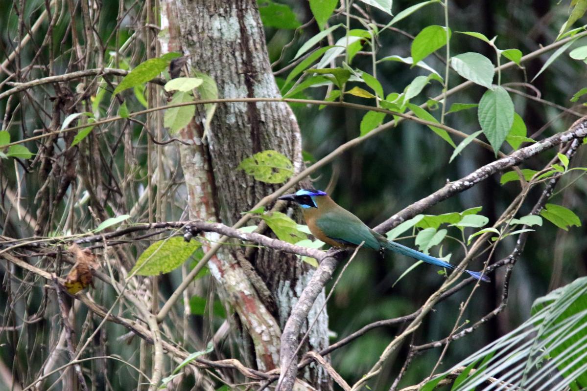 Blue-crowned motmot (Momotus momota)