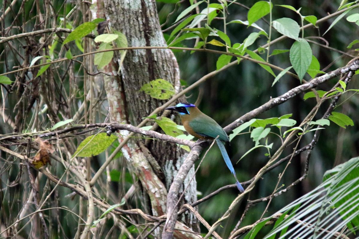 Blue-crowned motmot (Momotus momota)