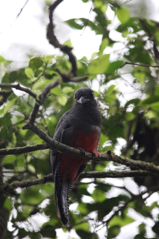 Blue-crowned trogon (Trogon curucui)