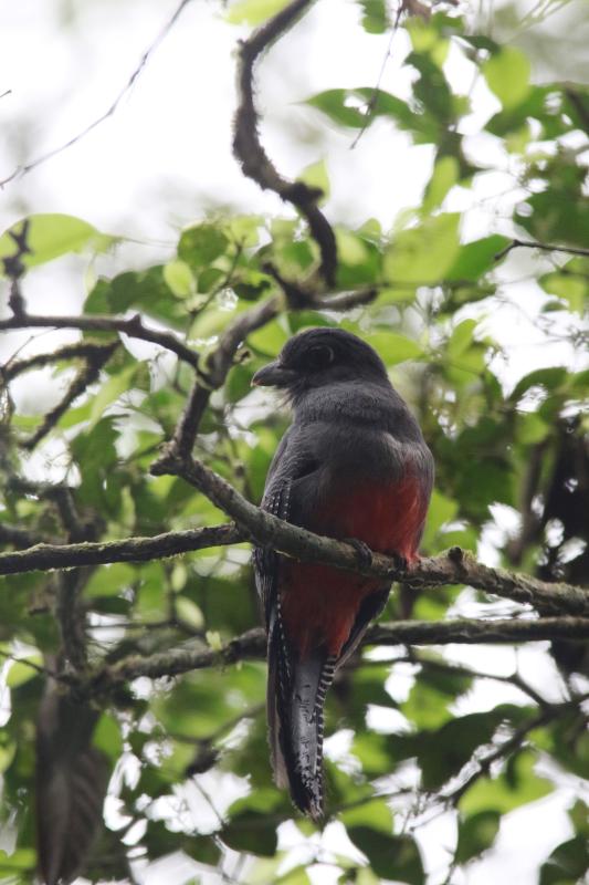 Blue-crowned trogon (Trogon curucui)