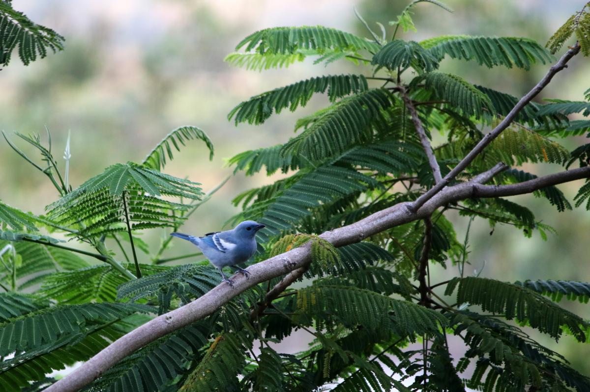 Blue-gray tanager (Thraupis episcopus)