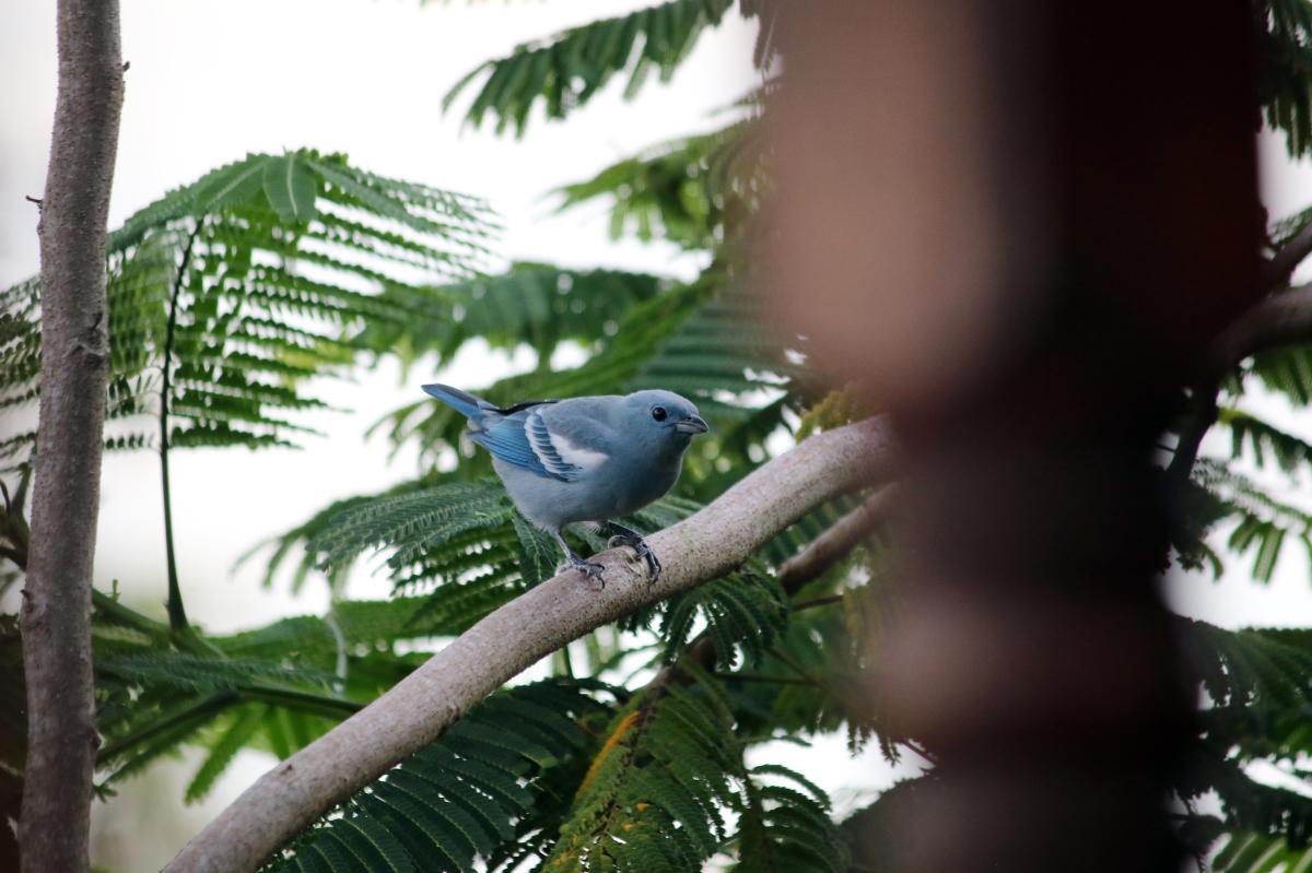 Blue-gray tanager (Thraupis episcopus)