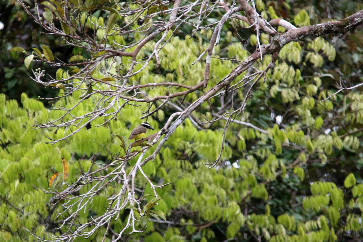 Boat-billed flycatcher (Megarynchus pitangua)