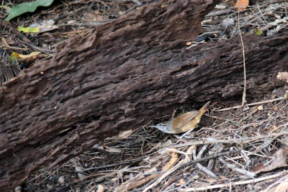 Buff-breasted wren (Cantorchilus leucotis), Llanchama, Loreto, Peru, 2015-09-02 Buff-breasted wren (Cantorchilus leucotis)
