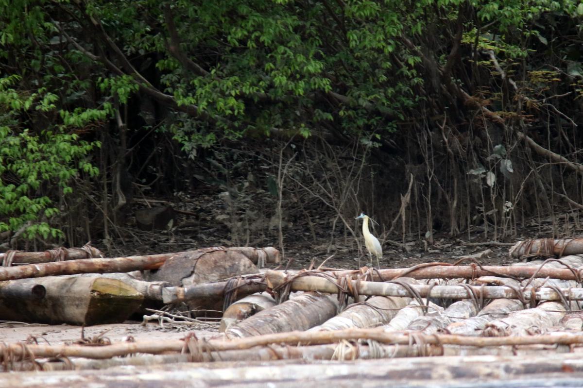 Capped heron (Pilherodius pileatus)