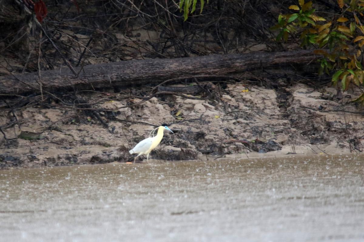 Capped heron (Pilherodius pileatus)