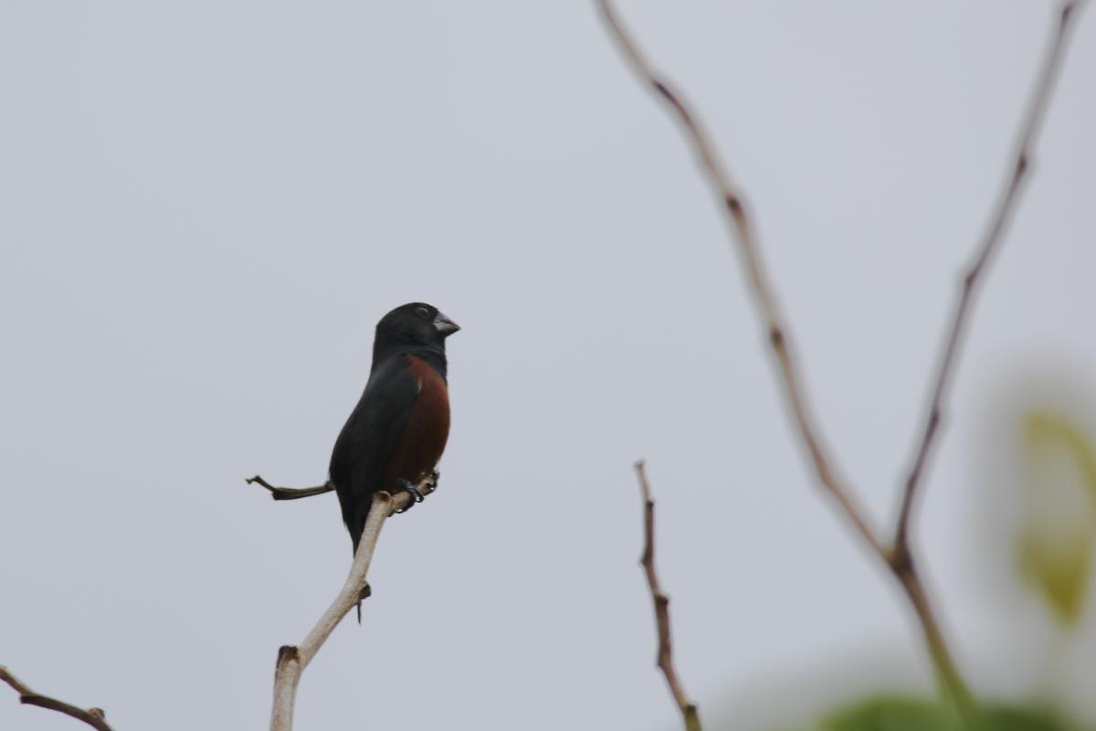Chestnut-bellied seed finch (Oryzoborus angolensis), San Luis, Loreto, Peru, 2015-09-01 Chestnut-bellied seed finch (Oryzoborus angolensis)