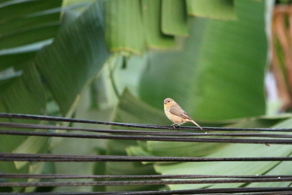 Chestnut-bellied seedeater (Sporophila castaneiventris), Malecón Maldonado, Iquitos, Loreto, Peru, 2015-08-30 Chestnut-bellied seedeater (Sporophila castaneiventris)