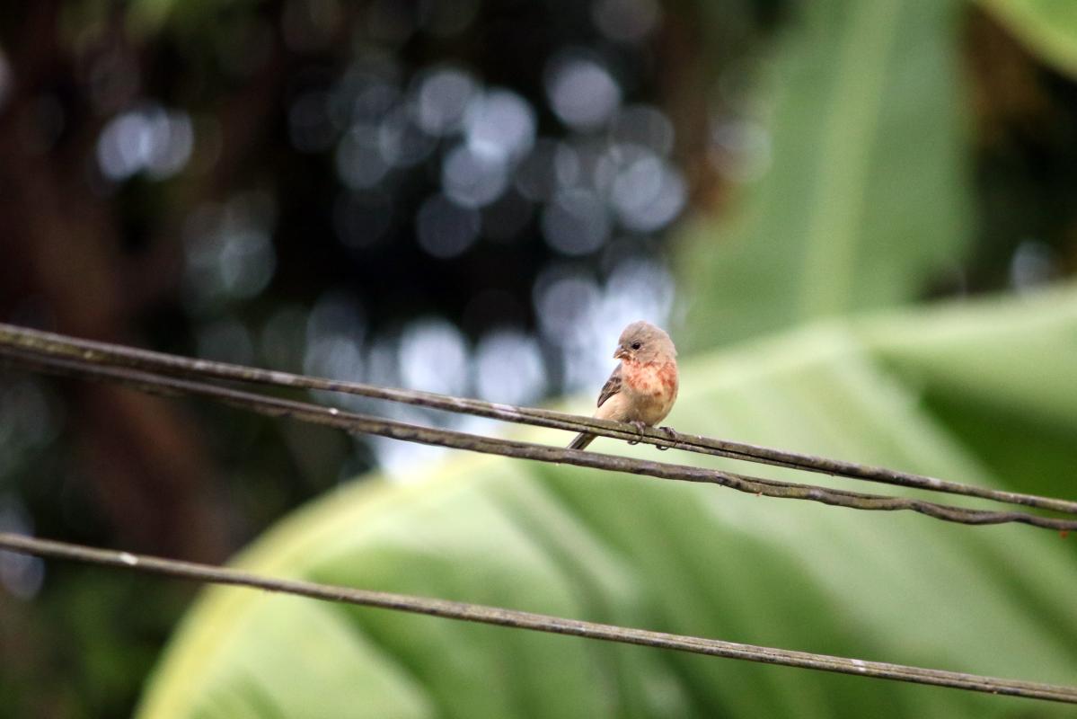 Chestnut-bellied seedeater (Sporophila castaneiventris), Malecón Maldonado, Iquitos, Loreto, Peru, 2015-08-31 Chestnut-bellied seedeater (Sporophila castaneiventris)
