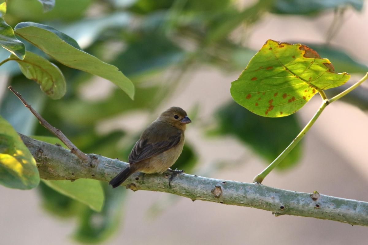 Chestnut-bellied seedeater (Sporophila castaneiventris), Malecón Maldonado, Iquitos, Loreto, Peru, 2015-09-03 Chestnut-bellied seedeater (Sporophila castaneiventris)