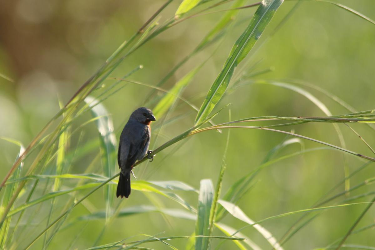 Chestnut-bellied seedeater (Sporophila castaneiventris), Malecón Maldonado, Iquitos, Loreto, Peru, 2015-09-03 Chestnut-bellied seedeater (Sporophila castaneiventris)