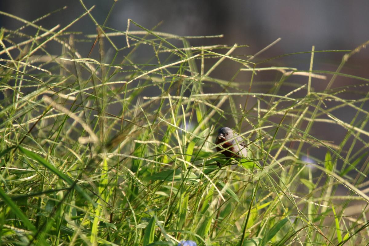 Chestnut-bellied seedeater (Sporophila castaneiventris), Malecón Maldonado, Iquitos, Loreto, Peru, 2015-09-03 Chestnut-bellied seedeater (Sporophila castaneiventris)