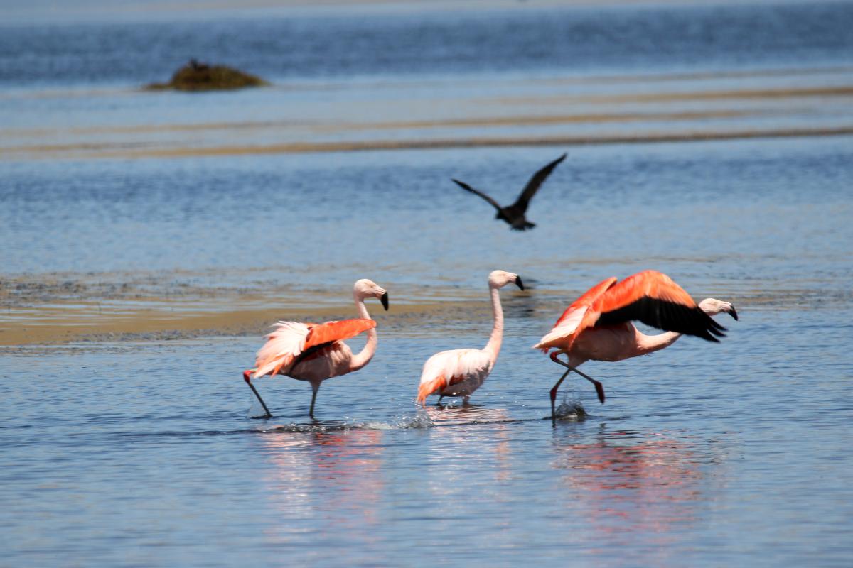 Chilean flamingo (Phoenicopterus chilensis), 30A, Yauriviri, Ayacucho, Peru, 2015-09-07 Chilean flamingo (Phoenicopterus chilensis)