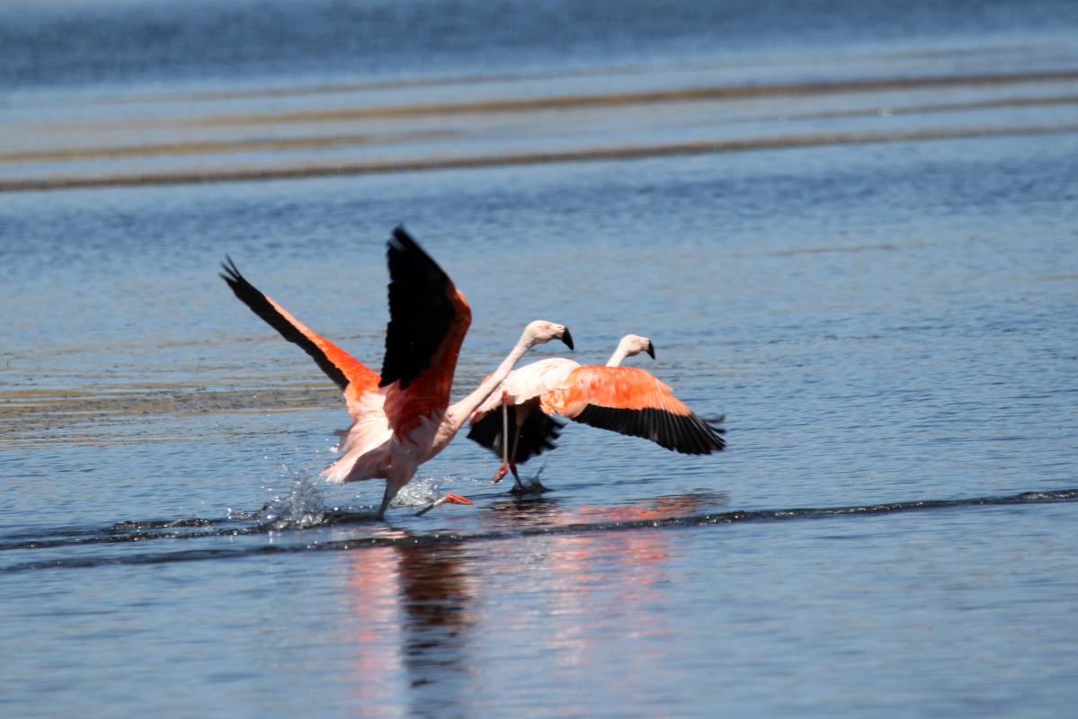 Chilean flamingo (Phoenicopterus chilensis), 30A, Yauriviri, Ayacucho, Peru, 2015-09-07 Chilean flamingo (Phoenicopterus chilensis)