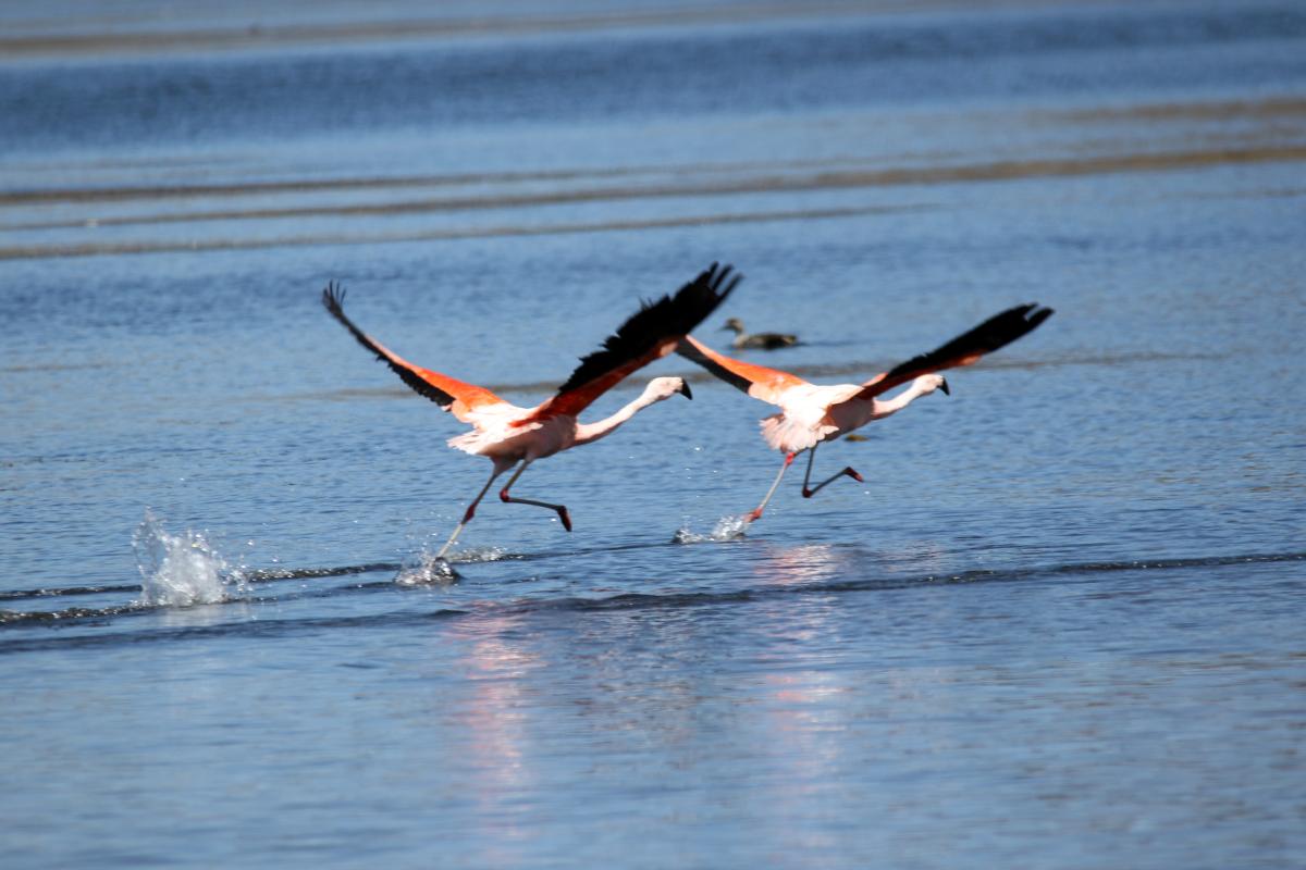 Chilean flamingo (Phoenicopterus chilensis), 30A, Yauriviri, Ayacucho, Peru, 2015-09-07 Chilean flamingo (Phoenicopterus chilensis)