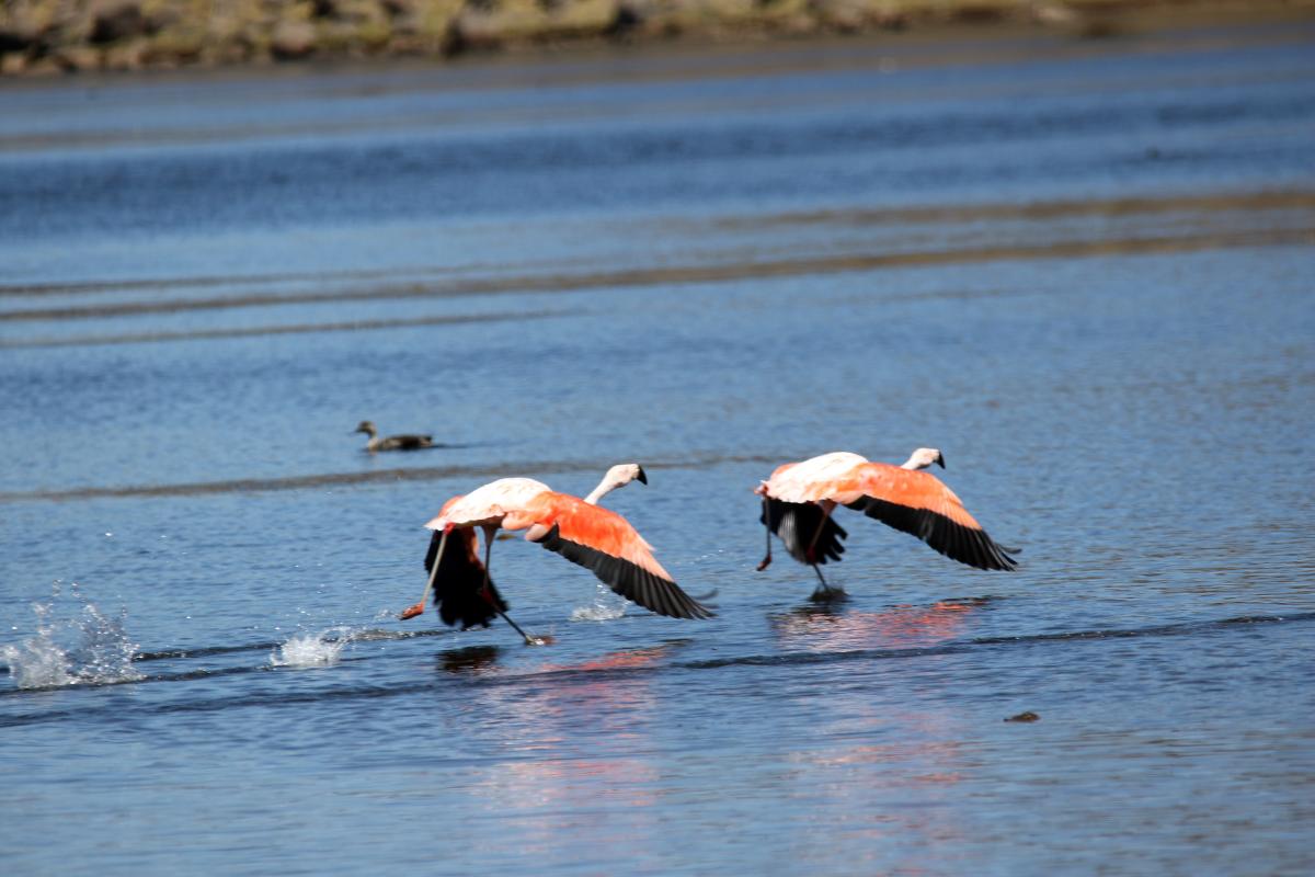Chilean flamingo (Phoenicopterus chilensis), 30A, Yauriviri, Ayacucho, Peru, 2015-09-07 Chilean flamingo (Phoenicopterus chilensis)
