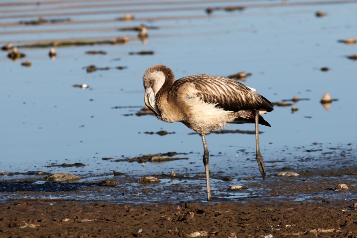 Chilean flamingo (Phoenicopterus chilensis), Urb Barrio Porteño, Puno, Puno, Peru, 2015-09-13 Chilean flamingo (Phoenicopterus chilensis)