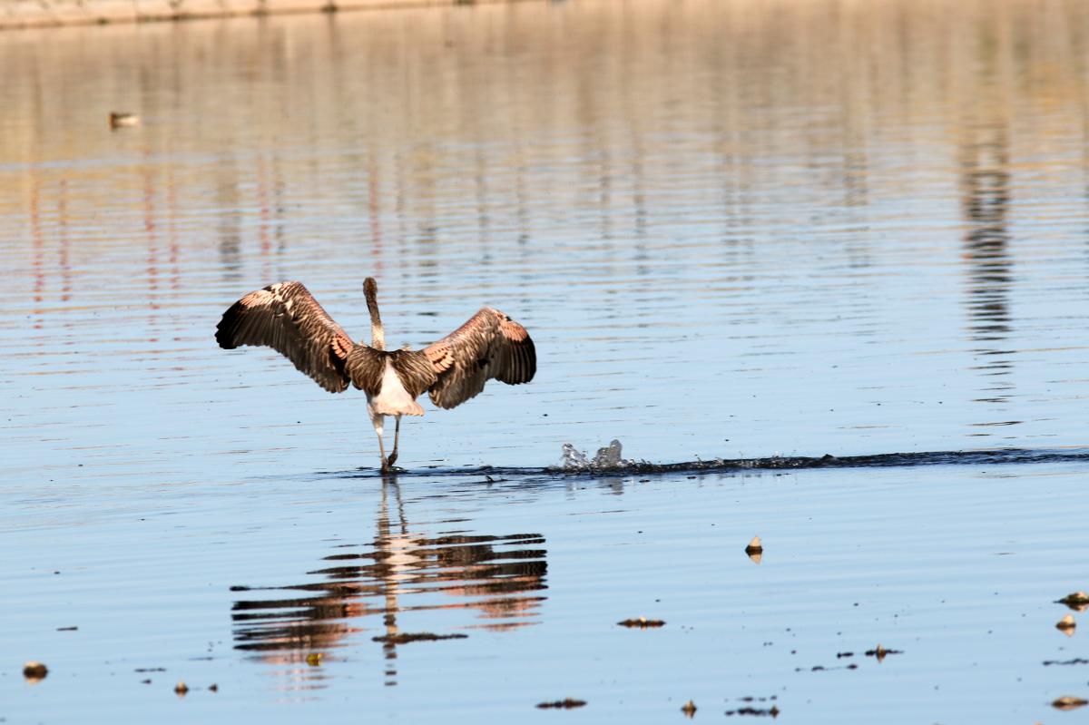 Chilean flamingo (Phoenicopterus chilensis), Urb Barrio Porteño, Puno, Puno, Peru, 2015-09-13 Chilean flamingo (Phoenicopterus chilensis)