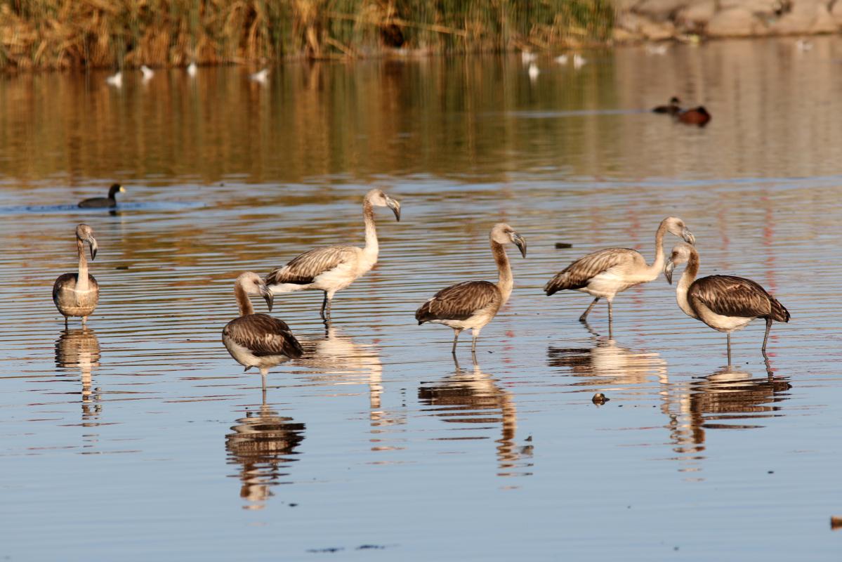 Chilean flamingo (Phoenicopterus chilensis), Urb Barrio Porteño, Puno, Puno, Peru, 2015-09-13 Chilean flamingo (Phoenicopterus chilensis)