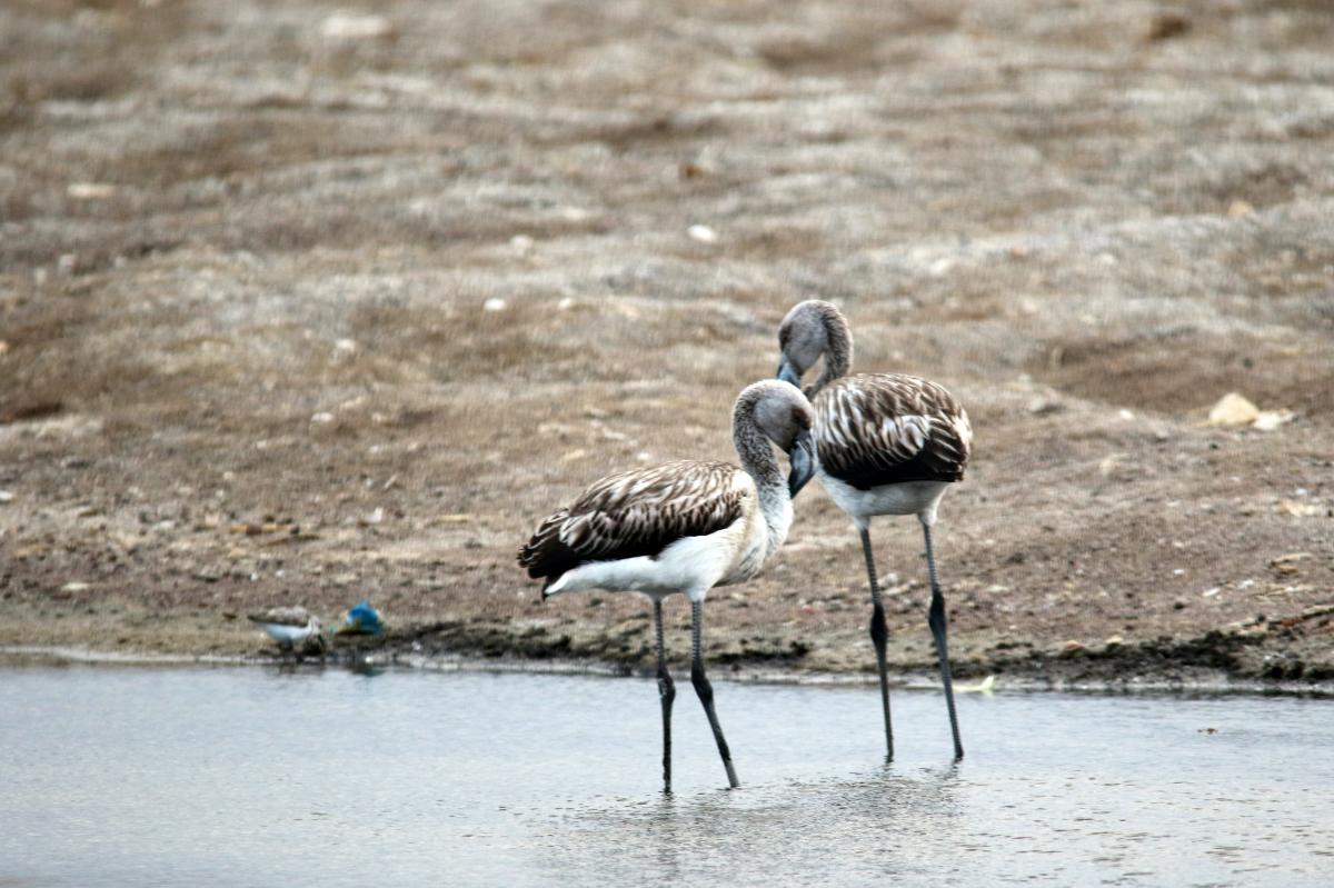 Chilean flamingo (Phoenicopterus chilensis), Sendero a Playa Roja, Paracas, Ica, Peru, 2015-09-17 Chilean flamingo (Phoenicopterus chilensis)