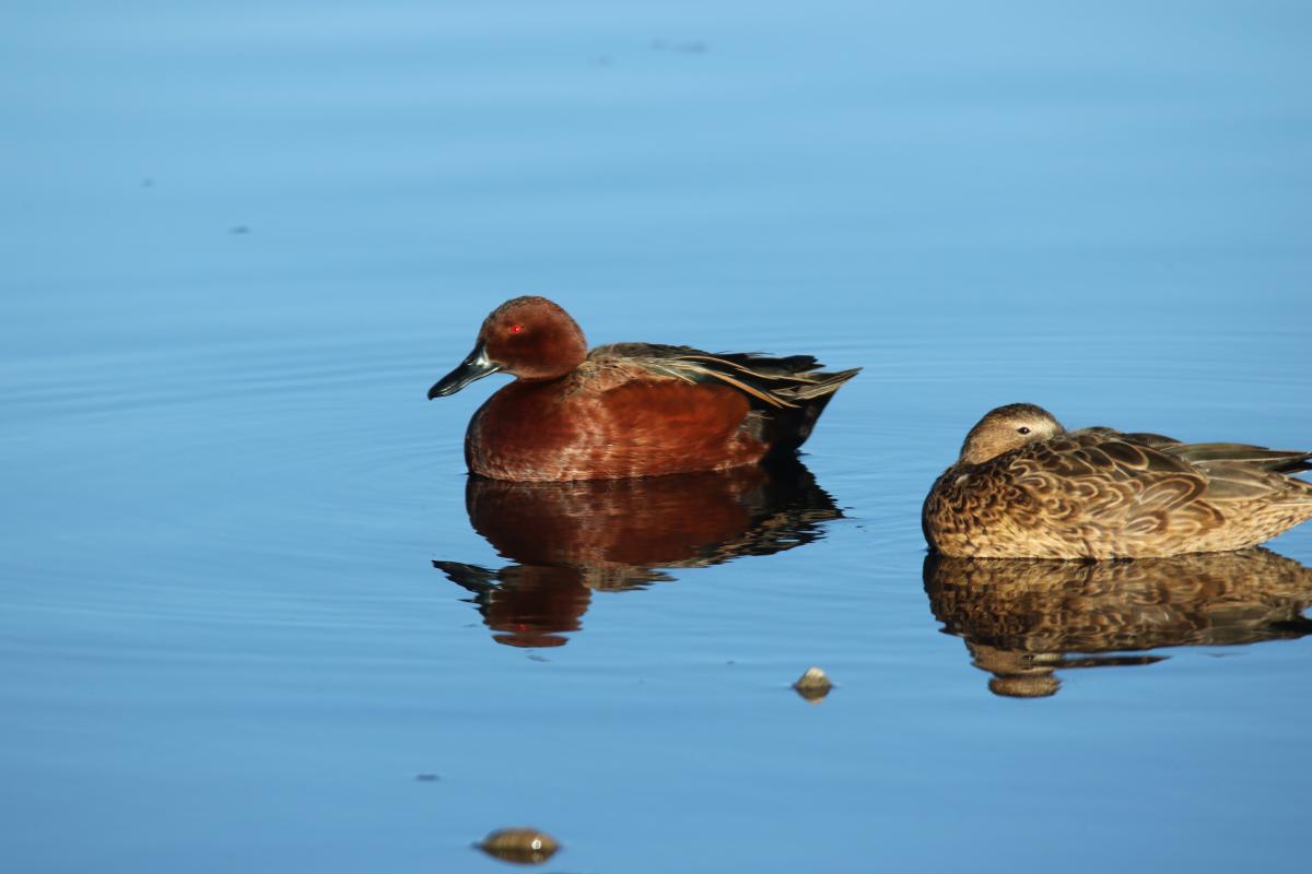 Cinnamon teal (Anas cyanoptera)